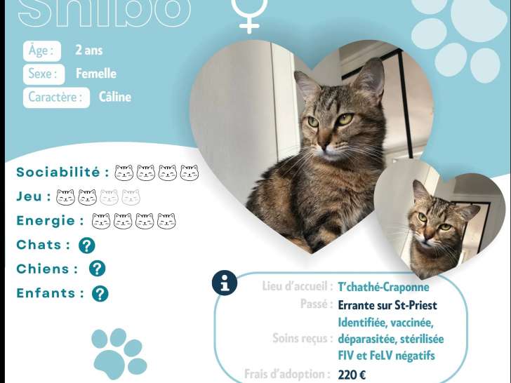 Disponible à l'adoption : chatte tigrée