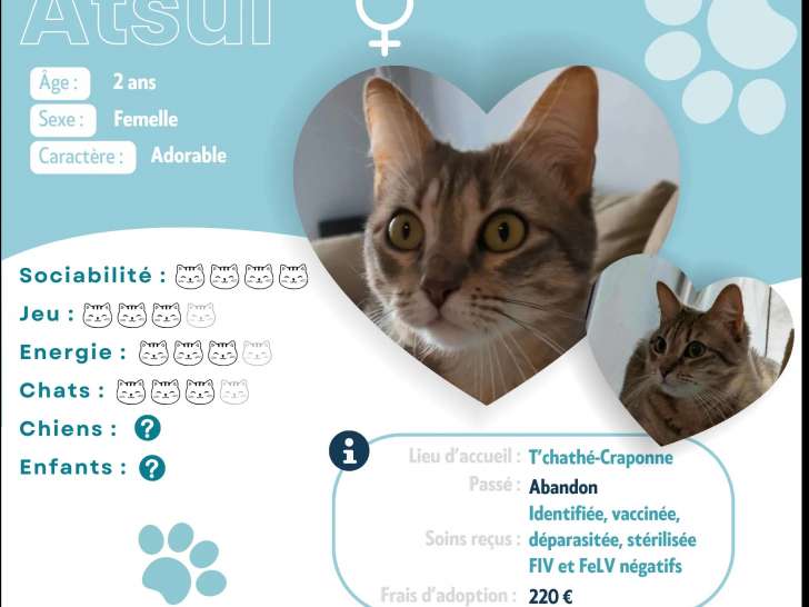 En attente d'adoption : chatte tigrée