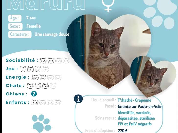 En attente d’un foyer : chatte de 7 ans