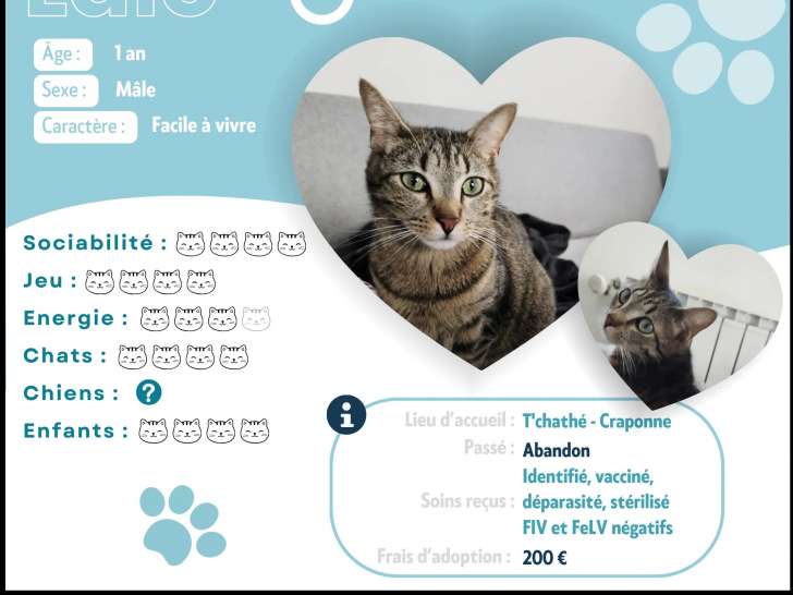À accueillir : chat d'un an