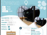 En quête d’une famille : chatte noire