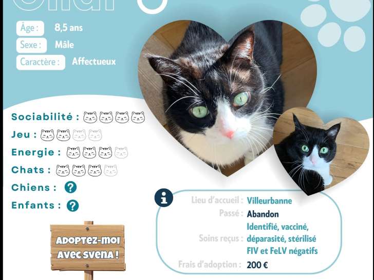 Adoption disponible : chat noir et blanc