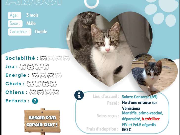 Chaton mâle tigré blanc à adopter