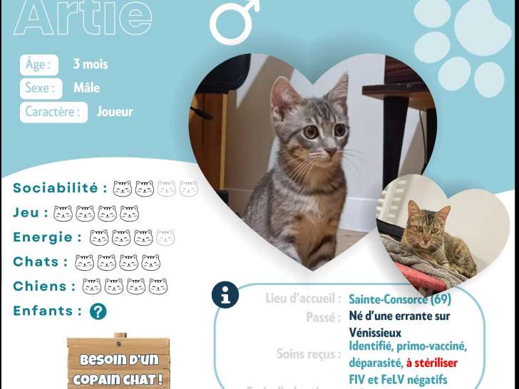 Chaton mâle tigré disponible à l'adoption