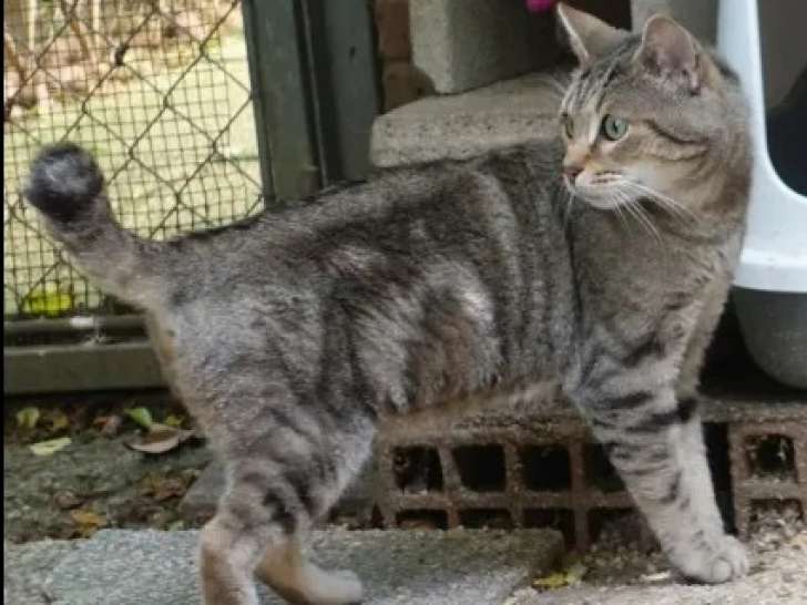 Chat tigré en attente d'adoption