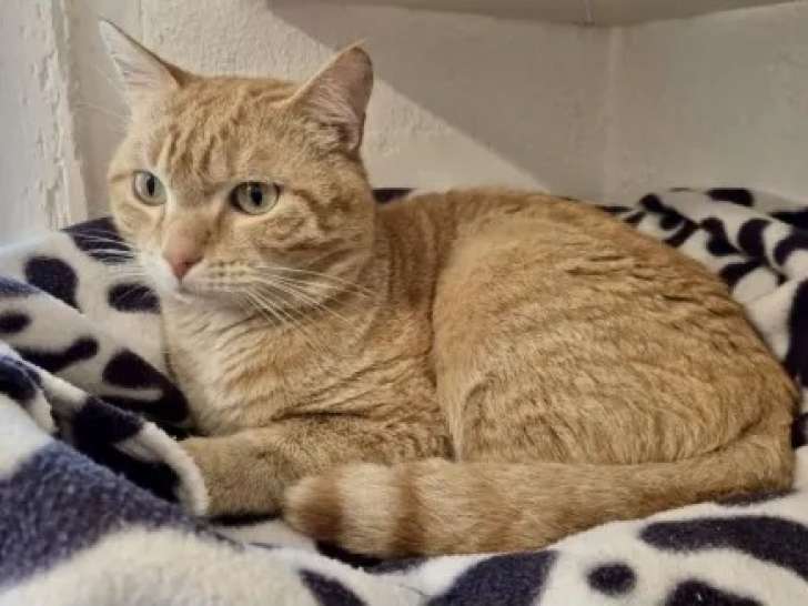 Chat tigré roux prêt pour l’adoption