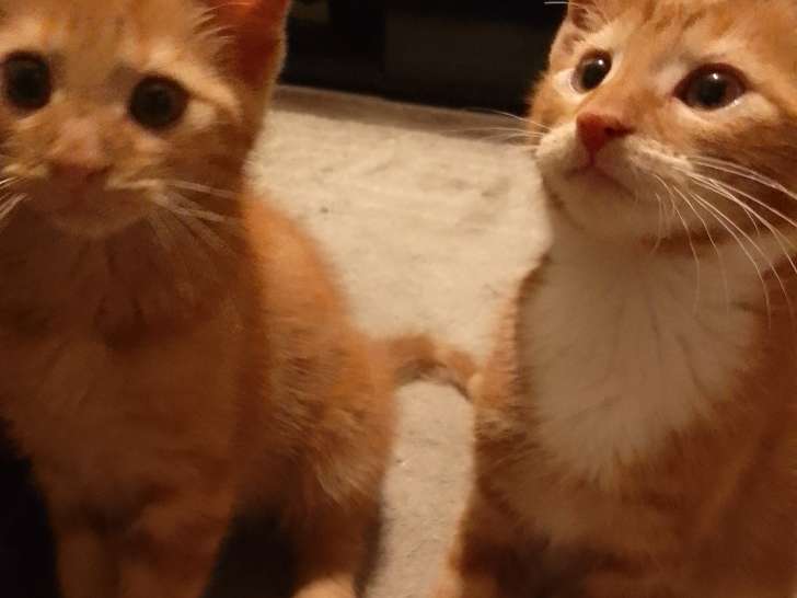 Chatons de 3 mois à adopter