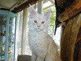 Chatons Maine Coon LOOF à vendre