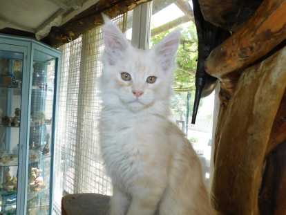Chatons Maine Coon LOOF à vendre