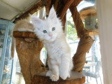 Chatons Maine Coon LOOF à vendre
