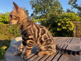 Chaton Bengal brown à vendre