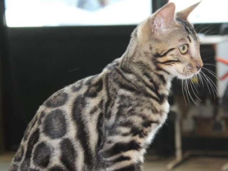 Chaton Bengal brown à vendre
