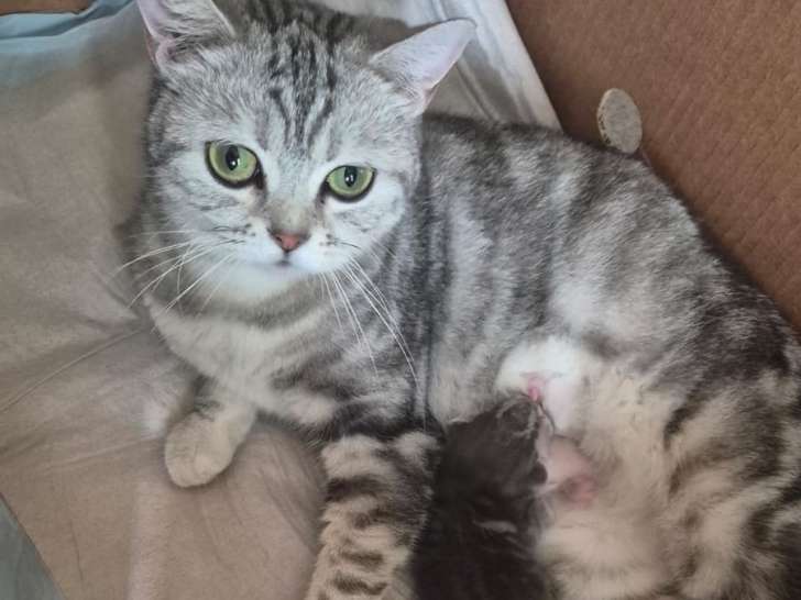 Femelle British Shorthair et son chaton à vendre