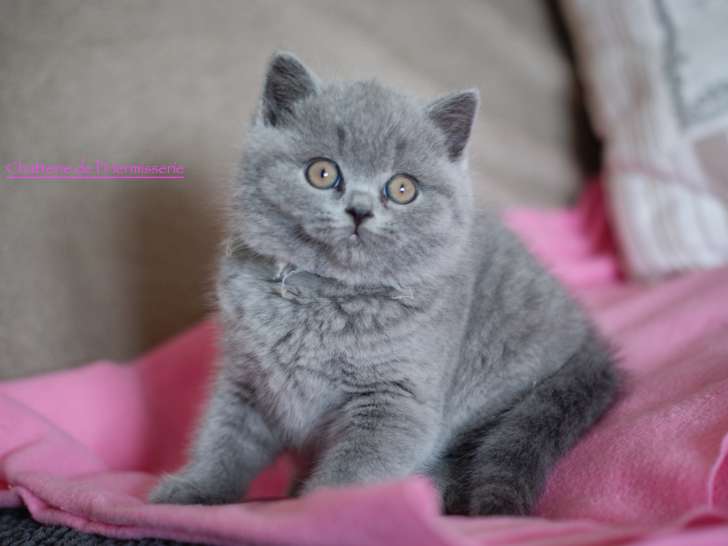 Chaton mâle British Shorthair disponible