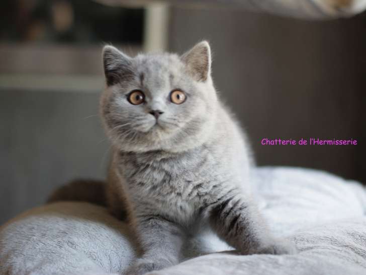 Chaton mâle British Shorthair disponible de suite