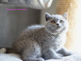 Chaton mâle British Shorthair disponible de suite