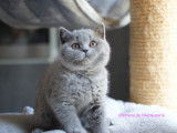 Chaton mâle British Shorthair disponible de suite