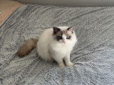 Chat Ragdoll LOOF disponible pour saillie