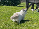 Chat Ragdoll LOOF disponible pour saillie