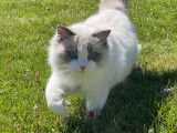 Chat Ragdoll LOOF disponible pour saillie