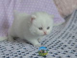 Alaska femelle
