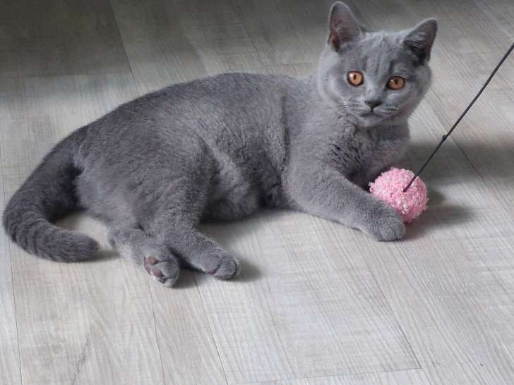 Chaton British Shorthair bleu
