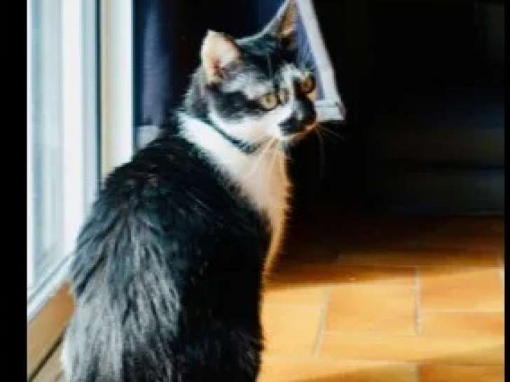 Chatte de 7 ans en attente d'une famille