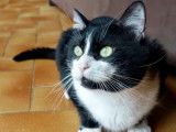 Chat noir et blanc à accueillir