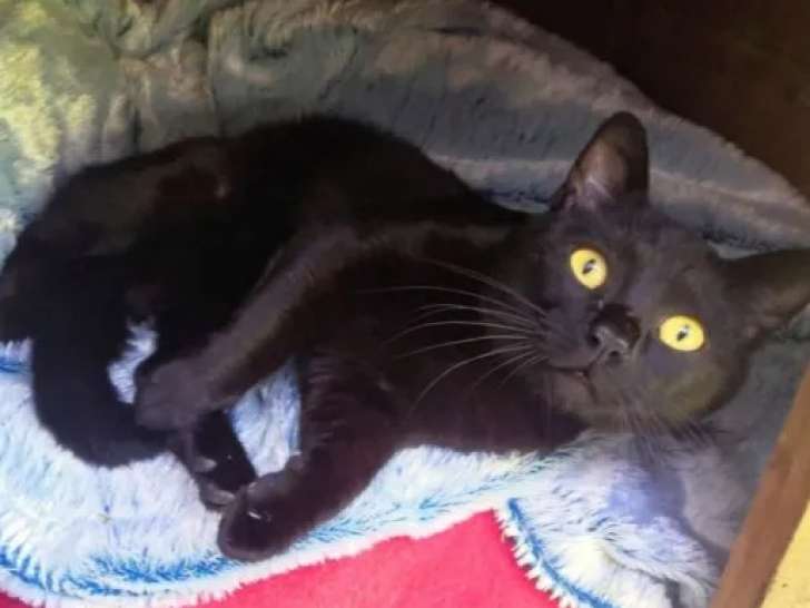 Chat noir en quête d'un foyer