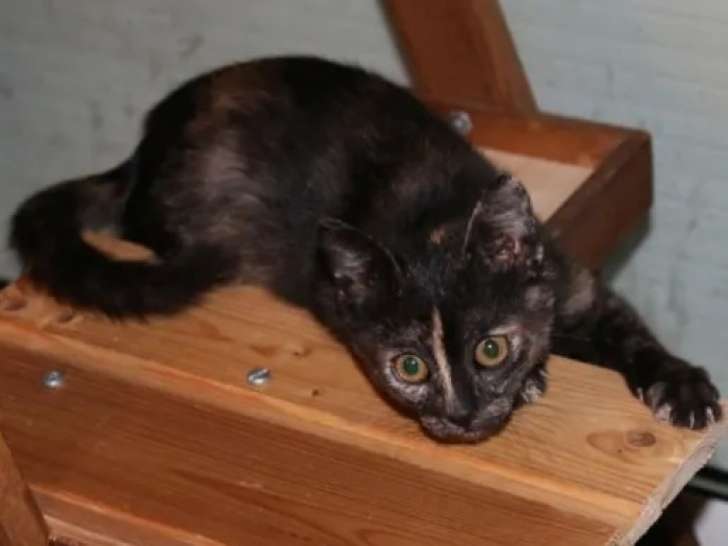 Chaton femelle de 11 mois à la recherche d'un foyer