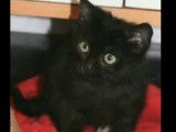 À adopter, chaton femelle noir