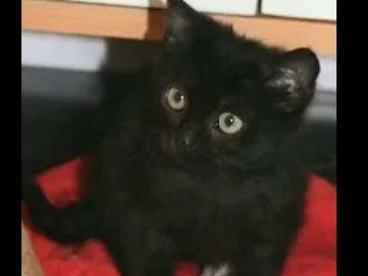À adopter, chaton femelle noir