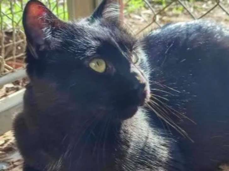 Disponible à l'adoption, chat de 6 ans