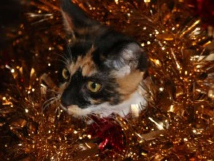 Prête pour l'adoption, chatte de 6 ans