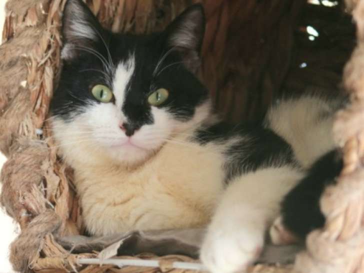En attente d'un foyer, chat âgé de 3 ans