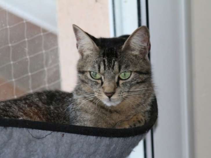 À accueillir, chat au pelage tigré