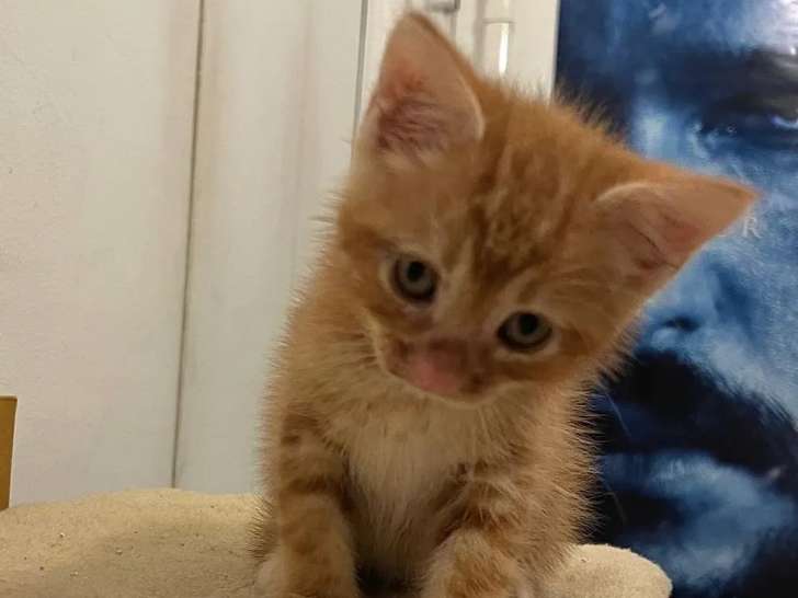 En quête d’un foyer, chaton mâle roux et blanc