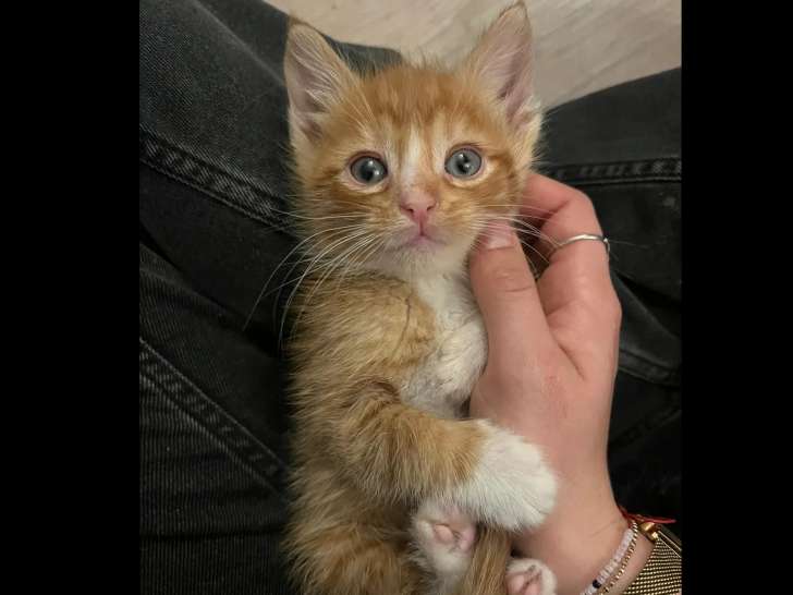 Adoption disponible : chaton mâle de 2 mois