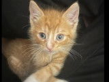 Adoption disponible : chaton mâle de 2 mois