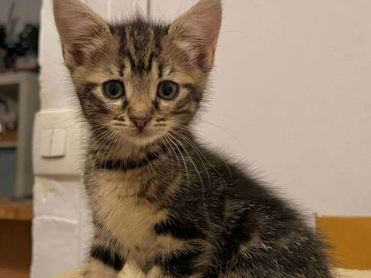 À la recherche d'un foyer, chaton femelle tigré