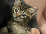 À la recherche d'un foyer, chaton femelle tigré