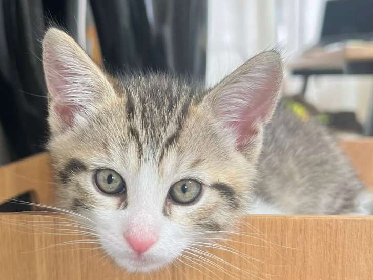À adopter : chaton mâle tigré blanc