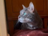 Disponible à l'adoption : chatte tigrée grise
