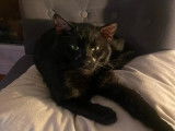 En attente d'adoption : chat de couleur noire
