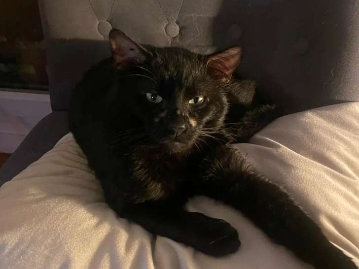 En attente d'adoption : chat de couleur noire