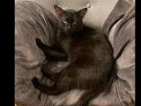 En attente d'adoption : chat de couleur noire