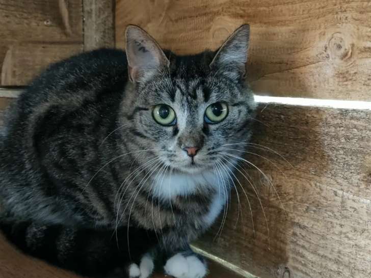 Prête pour l’adoption : chatte de 2 ans