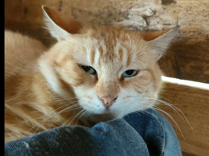 En attente d’une famille : chat roux