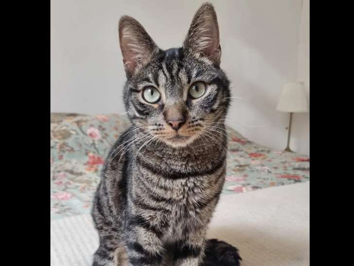 À accueillir : chat de 5 ans