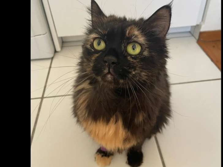 En quête d'un foyer : chatte adulte